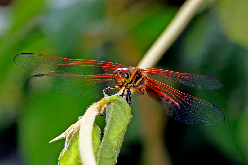 dragonfly tours puerto rico