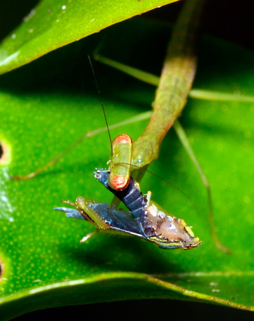 Praying Mantis Feeding on Leafhopper