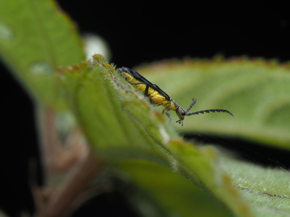 Possible Soldier Beetle, male