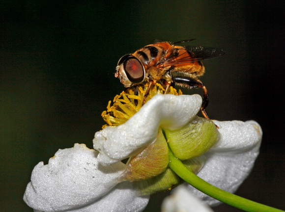 Fly, Bee Mimic