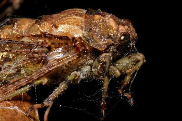 Cicada Web Prisoner