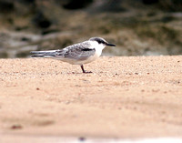 Common Tern Juv, Charrán Común Juvenil