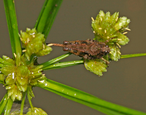 Tetrigid Grasshopper