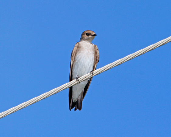 Northern Rough-winged Swallow, Golondrina Aliserrada