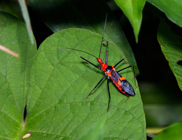 Assassin Bug, Chinche Depredador