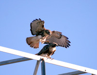Red-tailed Hawks Mating, Guaraguos en Reproducción