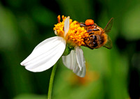 Common Bee