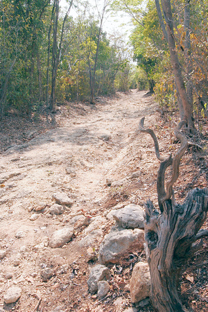 Dry Forest, Bosque Seco