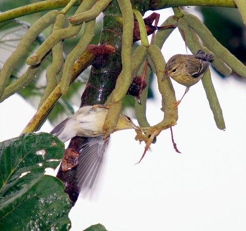 Blackpoll Warbler Feeding, Reinita Rayada Comiendo