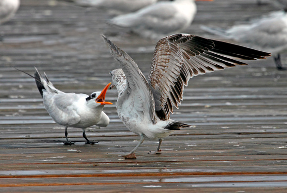 Confrontation, Ringed-billed Gull, Gaviota Piquianillada