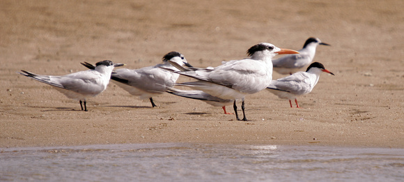 Sandwich Terns, Common Terns and Royal Tern