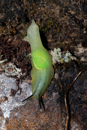 Amphibulimid Snail