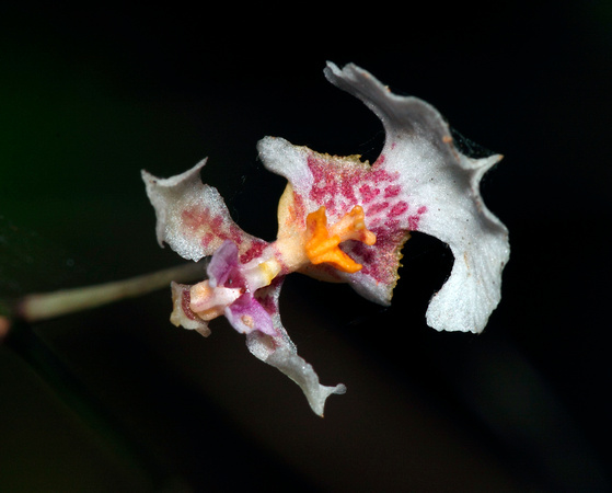 Wild Tree Orchid, Angelito