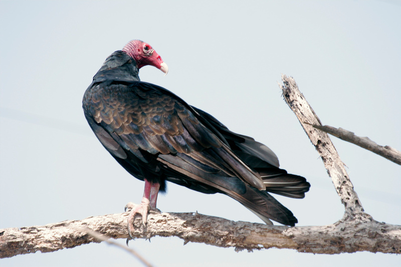 Puerto Rico Wildlife: Alfredo Colón | Turkey Vulture, Aura Tiñosa