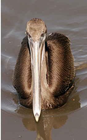 Brown Pelican, Pelícano Pardo