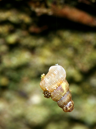 Snail, Hanging by Thread