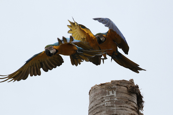 Blue and Yellow Macaw, Guacamayo Azul y Amarillo