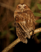 Puerto Rican Screech-owl, Múcaro