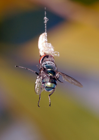 Jumping Spider Feeding on Big Fly, Araña Saltadora comiendo Mosca Grande