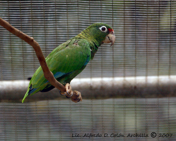 Puerto Rican Parrot, Cotorra de Puerto Rico