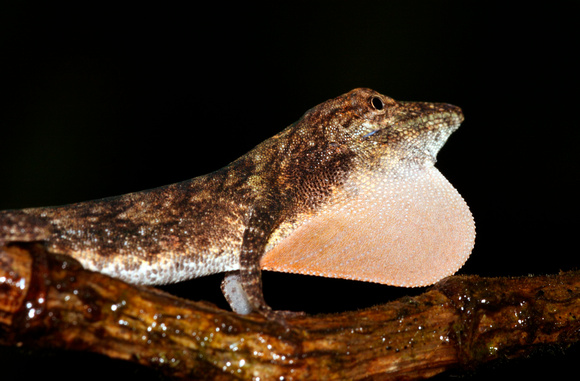 Lizard, Puerto Rican Bush Anole