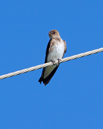 Northern Rough-winged Swallow, Golondrina Aliserrada