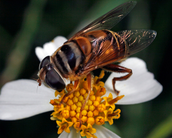 Bee-mimicking Fly