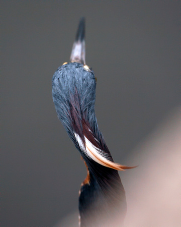 Tri-colored Heron, Garza Pechiblanca