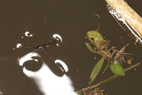 Water Striders