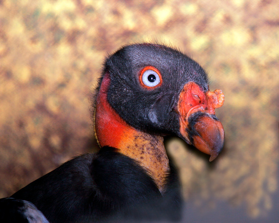 puerto-rico-wildlife-alfredo-col-n-captive-domesticated-or-zoo