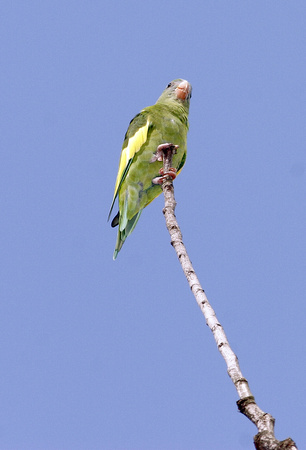 White-winged Parakeet, Perico Aliblanco