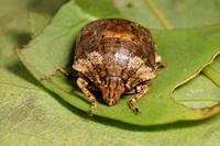 Stink Bugs and similar