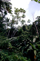 Guavate State Forest