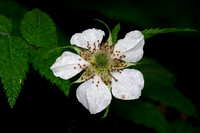 Flower Frambuesa Silvestre