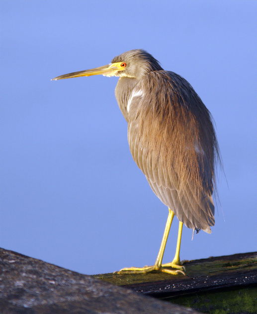 Puerto Rico Wildlife: Alfredo Colón | Tri-colored Heron, Garza Pechiblanca