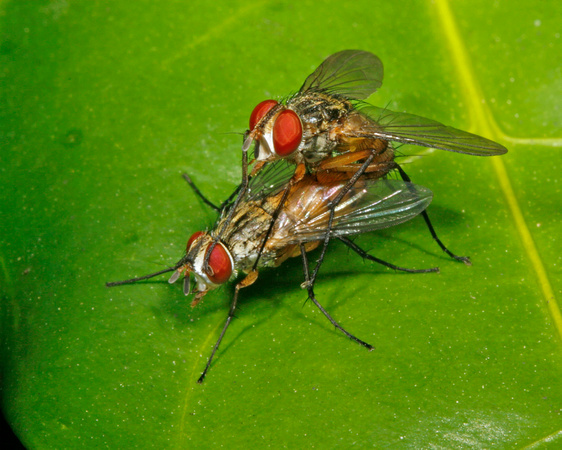 Mating Flies