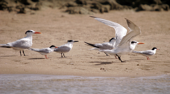 Sandwich Terns, Common Terns, Royal Terns