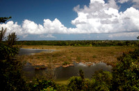 Tortuguero Lagoon