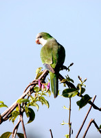 Monk Parakeet, Perico Monje