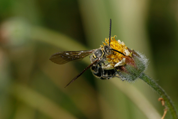 Wasp, Avispa