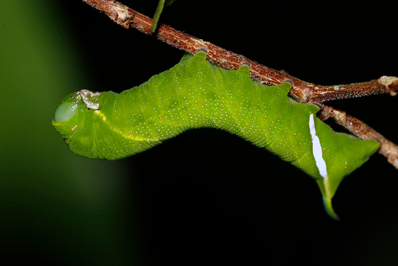 Caterpillar, Oruga