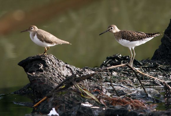 Compare Spotted and Solitary Sandpipers, Coleador y Solitario
