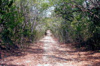 Dry Forest, Guánica