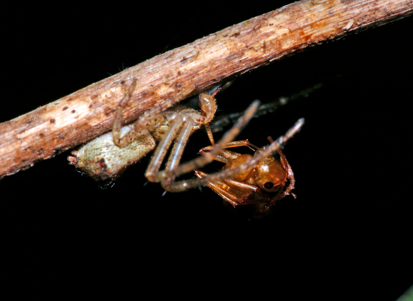 Crab Spider Feeding