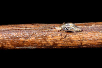 Long-jawed Orb Weaver, Tetragnathidae