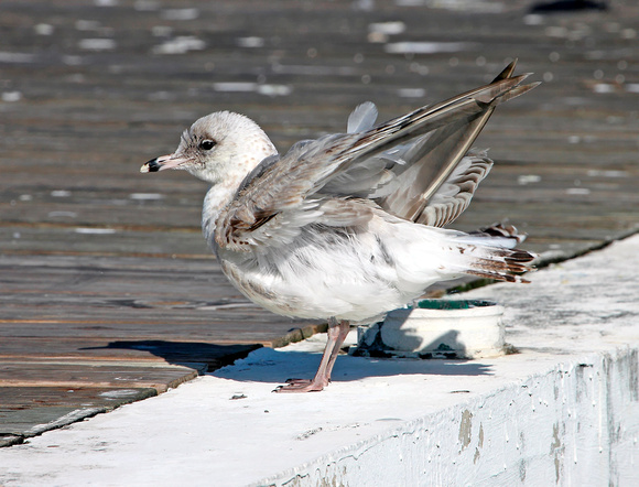 Ringed-billed Gull, Gaviota Piquianillada
