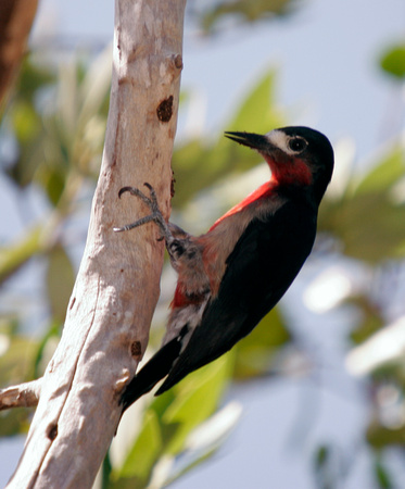 Puerto Rican Woodpecker, Carpintero de Puerto Rico