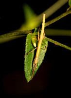 Young Walkingstick