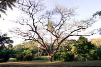 UPR Botanical Gardens, South
