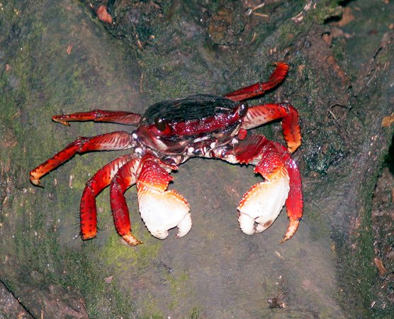 Mangrove Crabs, Cangrejos de Mangle